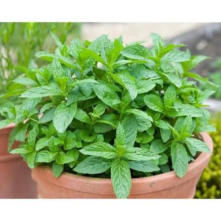 سفارش آنلاین سبزی نعناع خشک معطر